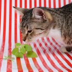 10 запахов, которые привлекают кошек - кошачья мята