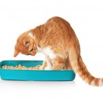 11 причин недержание кала у кошки - симптомы и лечение