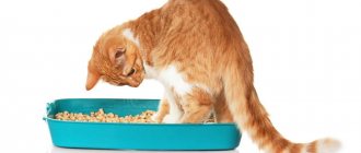 11 причин недержание кала у кошки - симптомы и лечение
