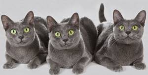 3 кошки породы Корат