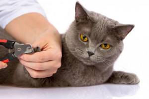 4 причины расширенных зрачков у кошки - что делать