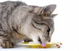 5 причин, почему кошку рвет кормом после еды и лечение в домашних условиях