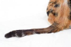 5 причин появления шишки на хвосте у кота - что делать