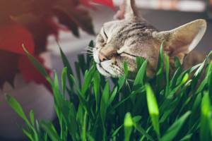 5 версий, почему кошки едят траву