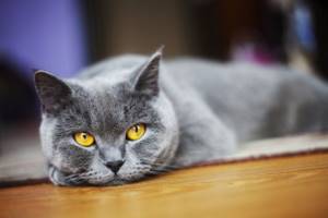 6 причин почему кот ссыт по углам - как отучить