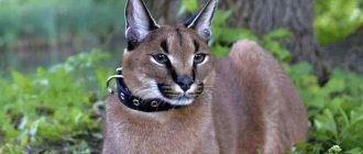 8 пород кошек похожих на рысь