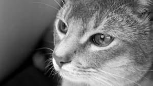 Абиссинская кошка история породы