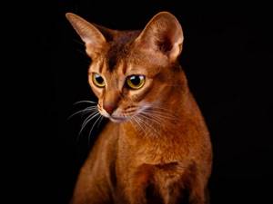 Абиссинская кошка - окрас ruddy, или «дикий» оранжево-коричневый