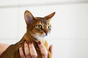 Абиссинская кошка с желтыми глазами