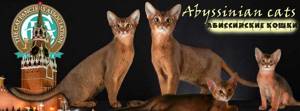 абиссинские кошки