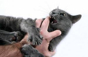 Агрессия кошки не возникает просто так