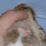 Allergies in cats: symptoms and treatment