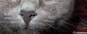 аллергия у кота на корм роял канин