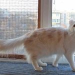 Американский-керл-кошка-Описание-особенности-виды-характер-уход-и-цена-породы-8