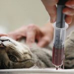 анализ крови у кошек