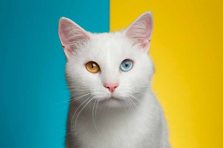 Белая кошка с разноцветными глазами — особая порода?