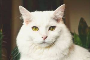 Белая кошка с желтыми глазами
