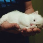 Белоснежный окрас котенок чаще всего наследует у родителей