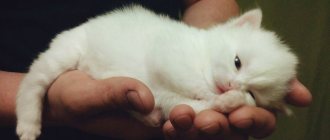 Белоснежный окрас котенок чаще всего наследует у родителей