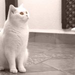 Белый британский кот