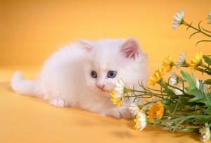 Белый котенок с цветами
