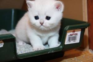 Белый котенок в лотке
