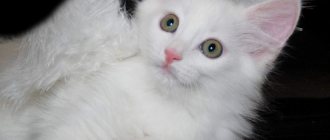 White kitten.