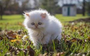 Белый милый котенок