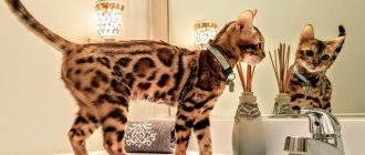 Бенгал табби