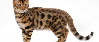 Bengal cat