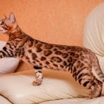 Бенгальская кошка на диване