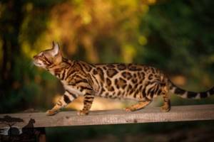 Бенгальская кошка на природе