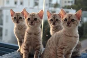 Бенгальские котята.jpg