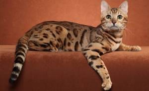 Бенгальский кот — широкоплечий и мускулистый домашний питомец