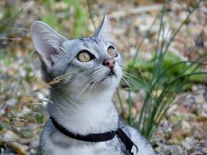 Бенгальский котёнок розетка на серебре фото.jpg