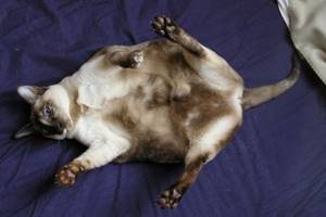 беременная кошка лежит на спинке