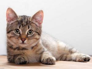 Бесплодие у кошек: причины возникновения и методы лечения.
