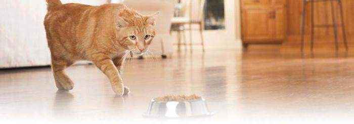 беззерновой корм для кошек польза и вред