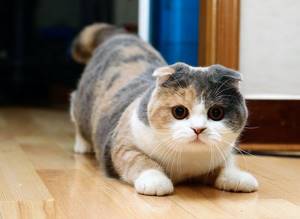 Благотворно на рост шотландской вислоухой кошки влияет сбалансированное питание