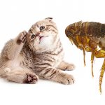 Cat flea