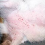 Блошиный дерматит у кошек: симптомы и лечение, профилактика и советы