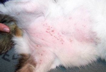 Блошиный дерматит у кошек: симптомы и лечение, профилактика и советы