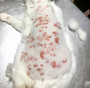 Блошиный дерматит у кошки