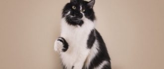 Bobtail