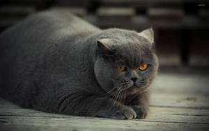 Болезнь ожирение у кота