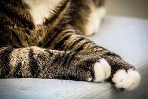 болезни опорно-двигательного аппарата у кошек