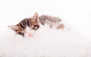 Большое количество сна у кошек, а особенно у котят, не должно вызывать беспокойство при отсутствии подозрительных симптомов.
