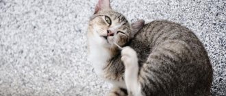 Sores in cats