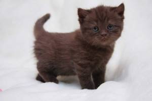 Британская кошка шоколадный окрас