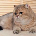 British golden chinchilla and care for it